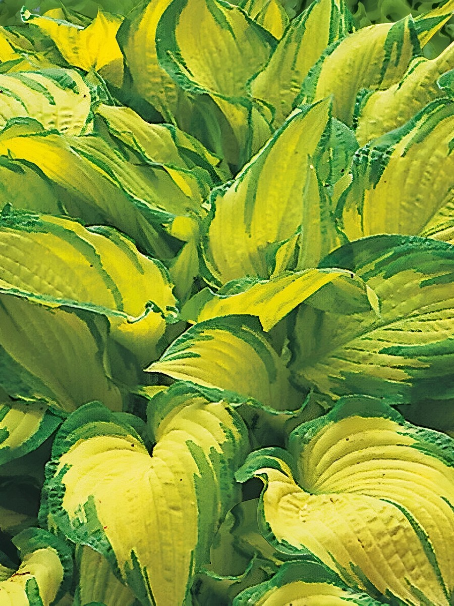 Хоста Шармон, 1 шт.