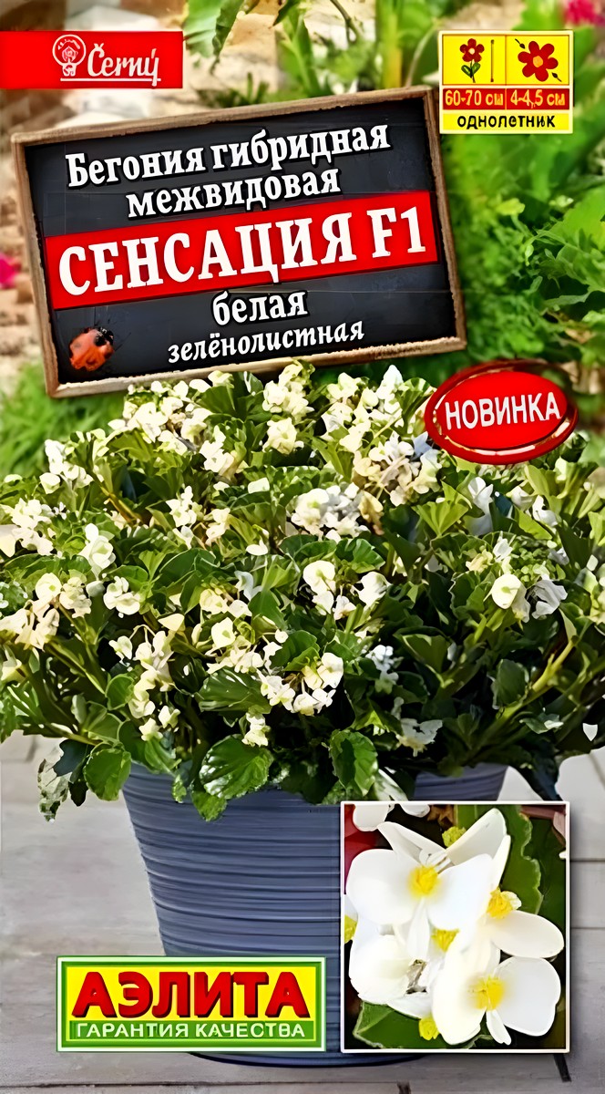 Бегония Сенсация F1 белая зеленолистная, 7 шт.