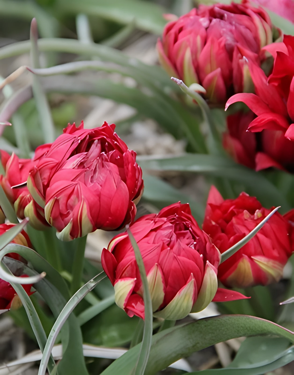 Тюльпан ботанический Саманта, 5/6, 1 шт.