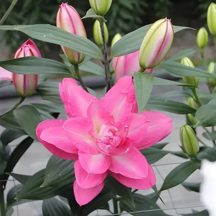 Лилия восточная махровая Визион 14/16, 14/16, 1 шт.