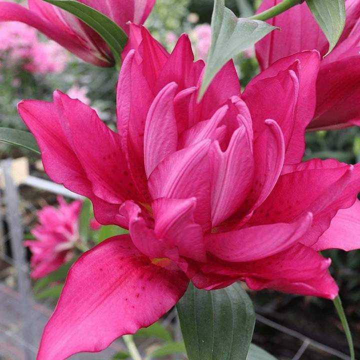 Лилия восточная махровая Roselily Флоретта, 12/14, 1 шт.