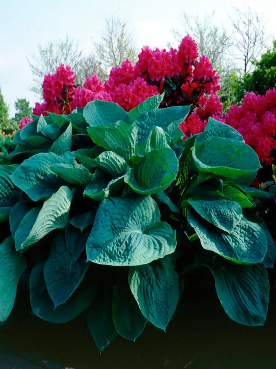 Хоста Биг Дадди, 1 шт.