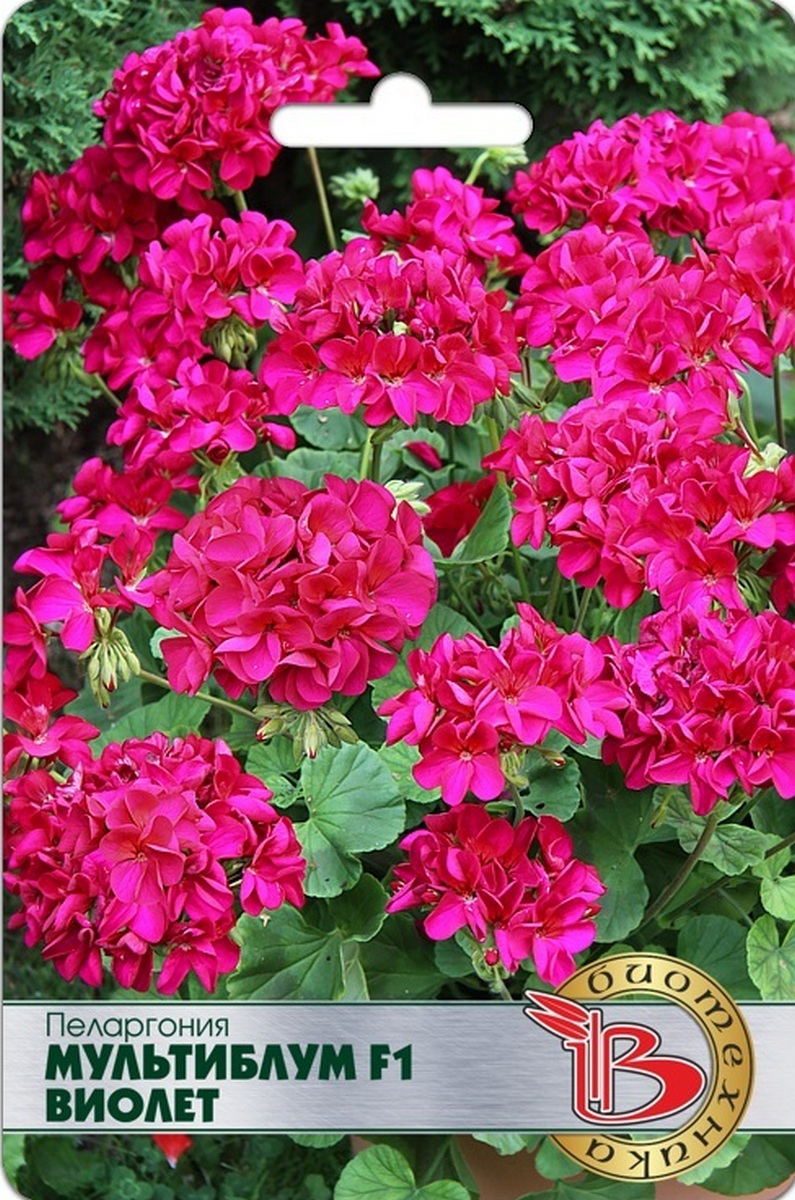Пеларгония Мультиблум F1 Виолет, 5 шт. Биотехника