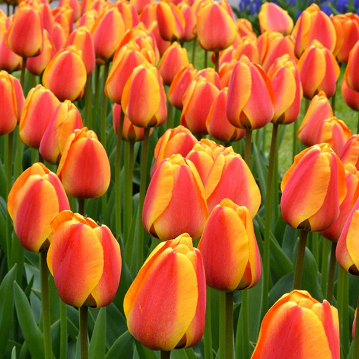 Тюльпан дарвинов гибрид Апельдоорнс Элит, 11/12, 1 шт.