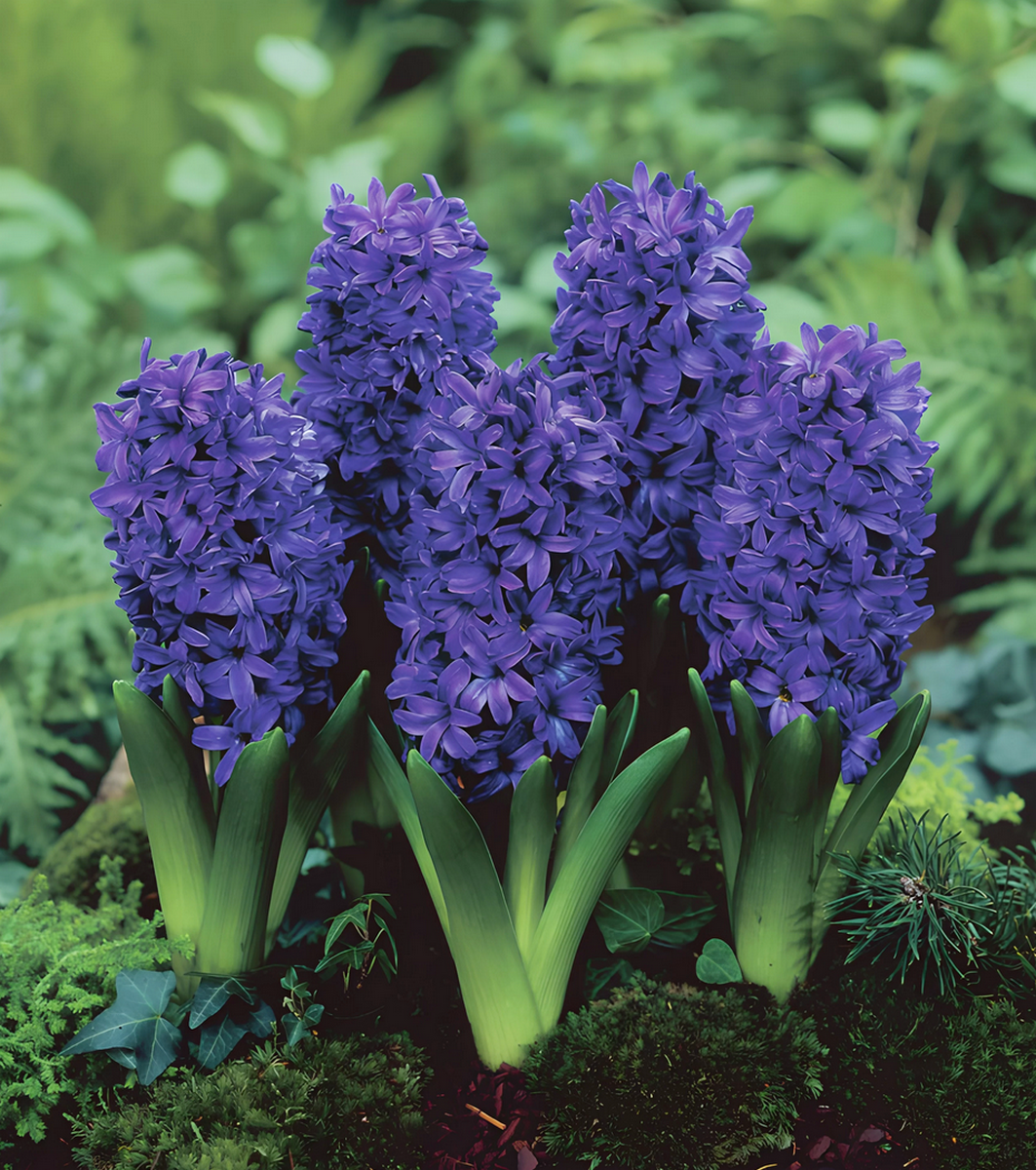 Гиацинт Питер Стуйвезант, 14/15, 1 шт.