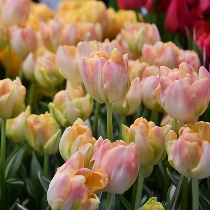 Тюльпан махровый поздний Хэппи Апстар, 11/12, 1 шт.