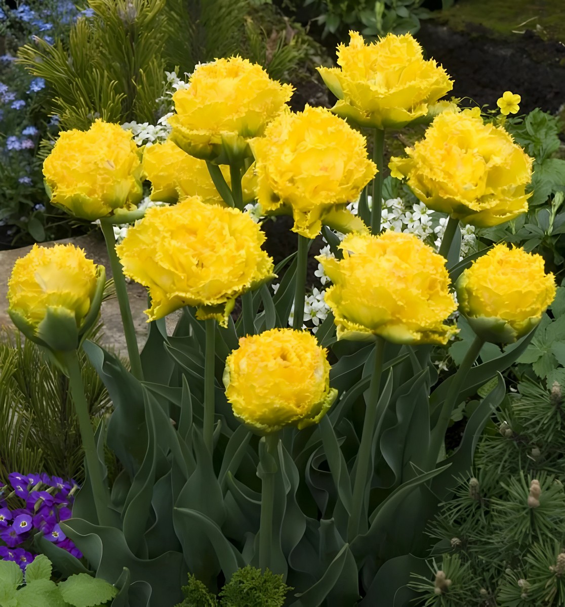 Тюльпан махровый бахромчатый Голден Гейт, 1 шт.