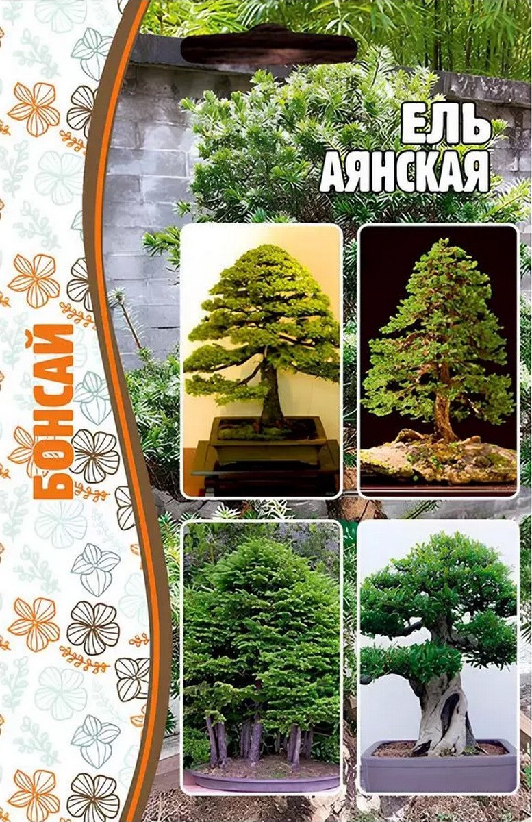 Ель Аянская, 10 шт.