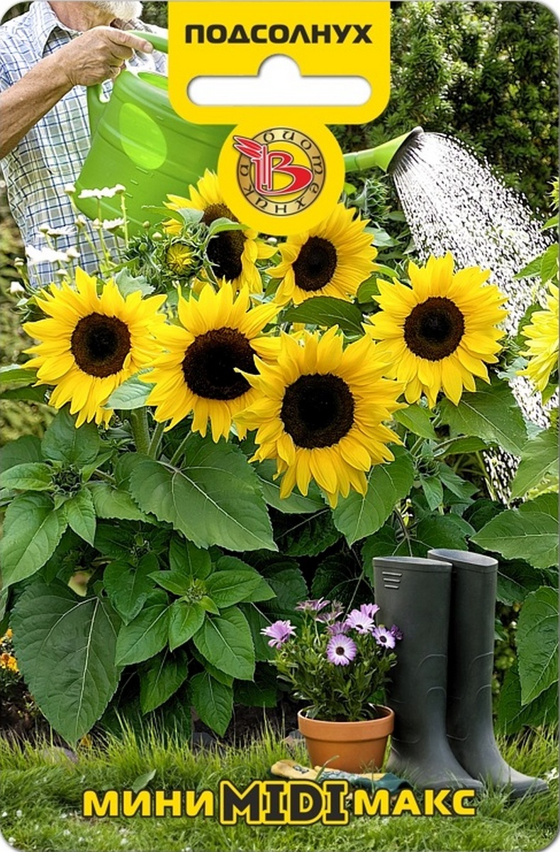 Подсолнух межвидовый гибрид Мини-Макс Миди F1, 5 шт. Биотехника