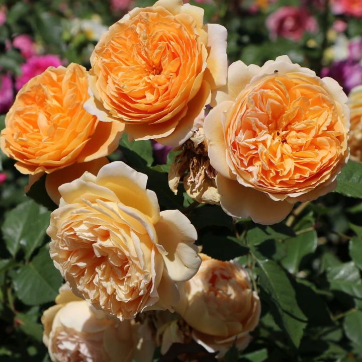 Роза английская парковая Краун Принцесс Маргарет/ЦКорЛюкс