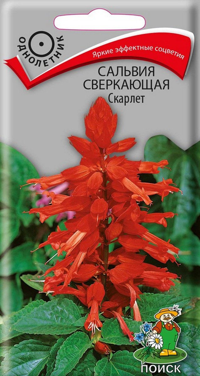 Сальвия сверкающая Скарлет, 0,3 г