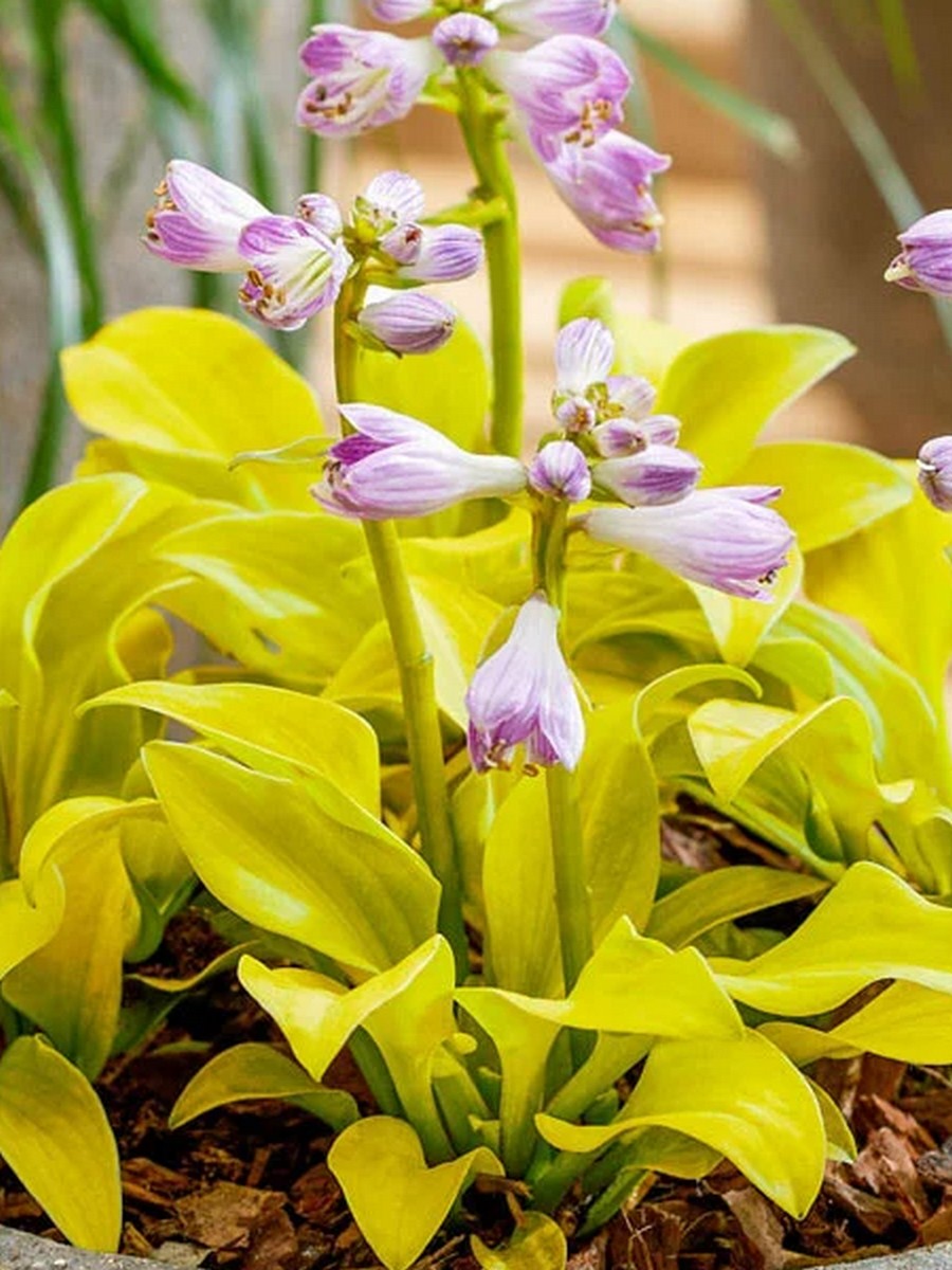 Хоста Сан Маус, 1 шт.