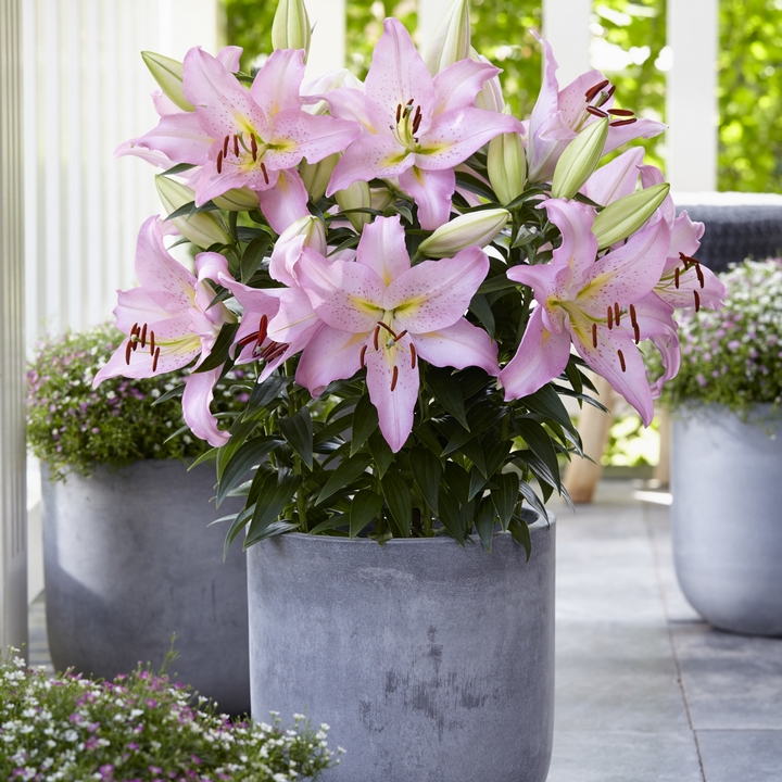 Лилия восточная низкорослая Смарт Романс, 12/14, 1 шт.