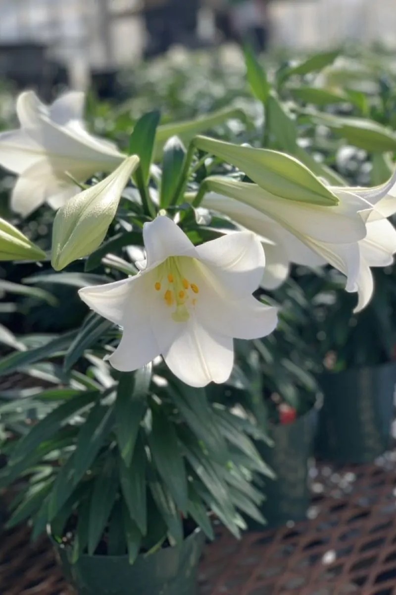 Лилия длинноцветковая Линкольн, 12/14, 1 шт.