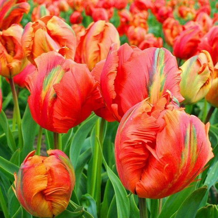 Тюльпан попугайный Флауэр Пауэр, 11/12, 1 шт.