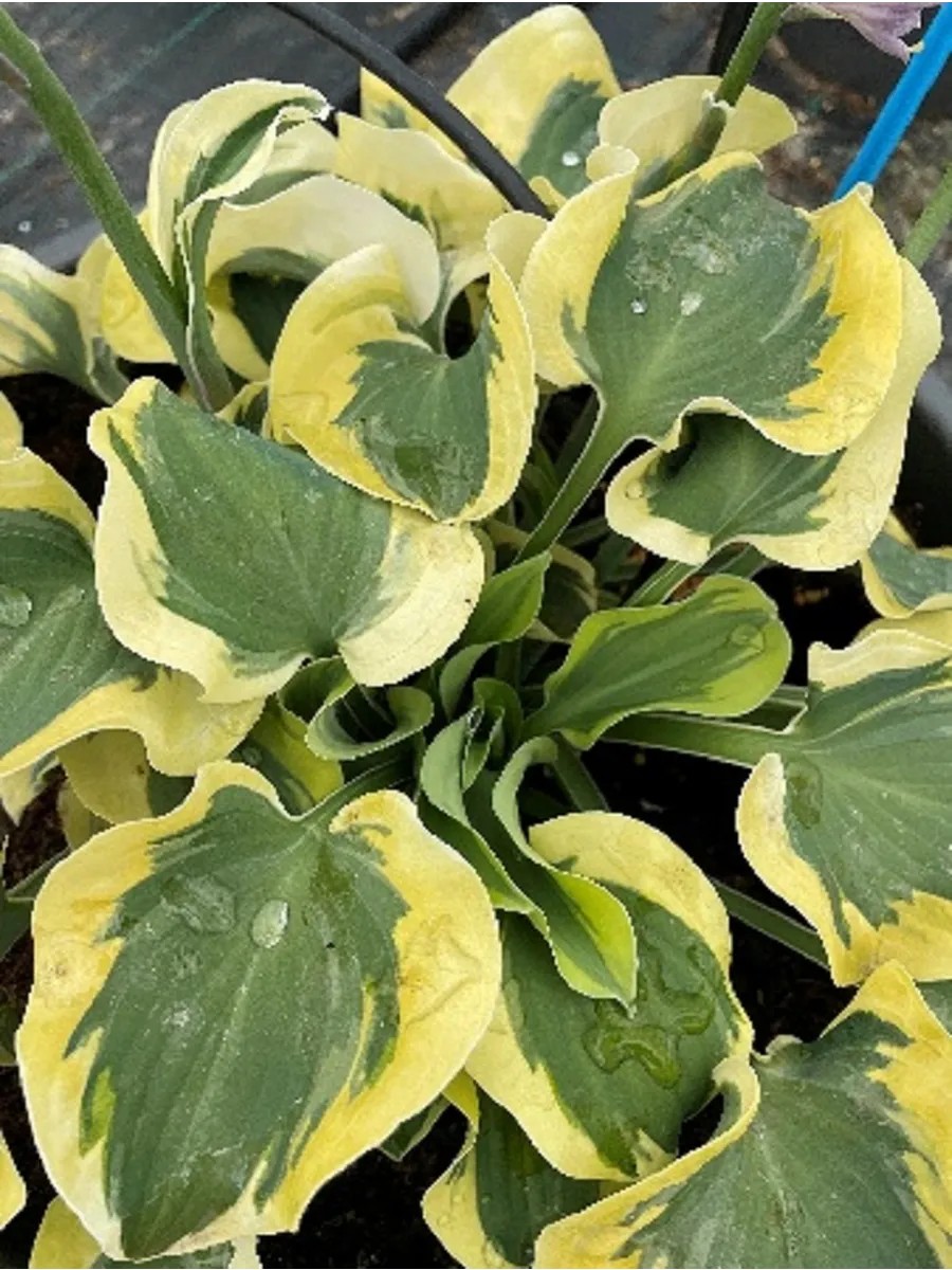 Хоста Мини Скирт, 1шт.