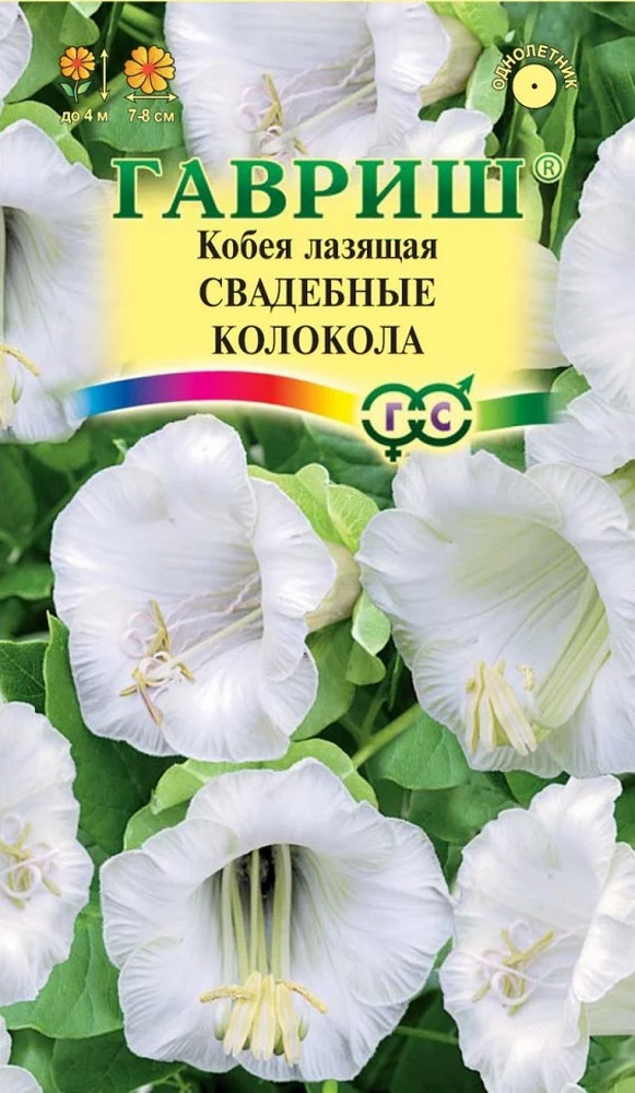 Кобея лазящая Свадебные колокола, 5 шт.