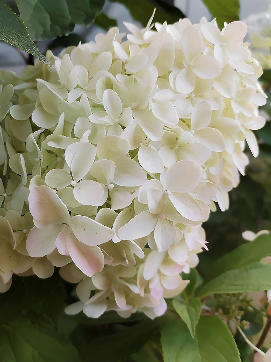 Гортензия метельчатая Дентель де Горрон