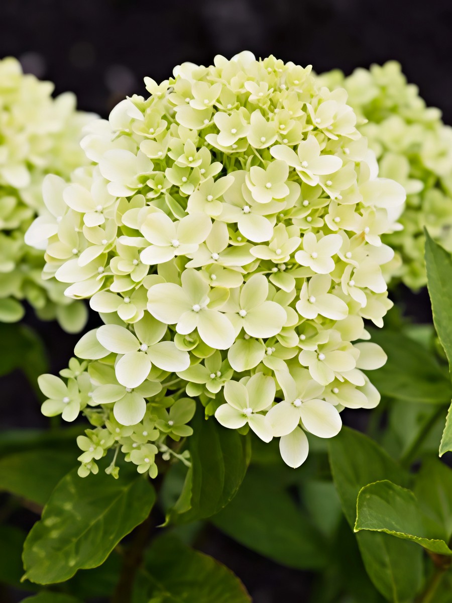 Гортензия метельчатая Литтл Пассион/ЦКорЛюкс