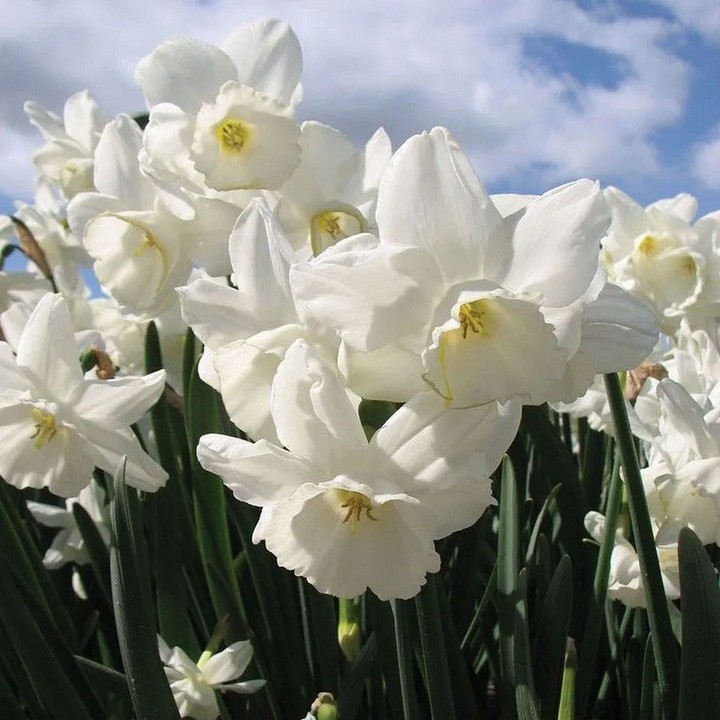 Нарцисс многоцветковый Элвинс Воис, 12/14, 1 шт.