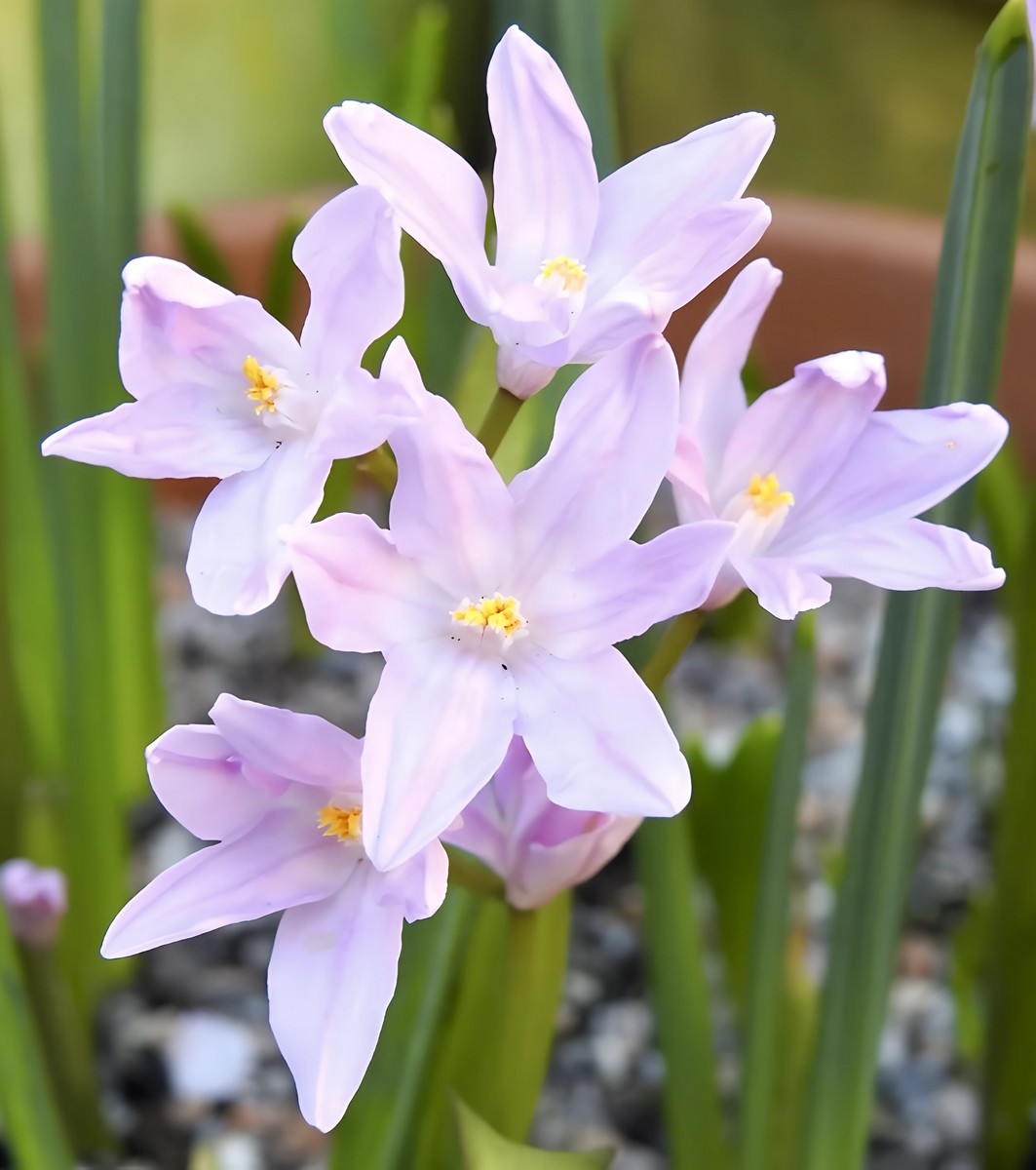 Хионодокса Розеа, 5/+, 1 шт.