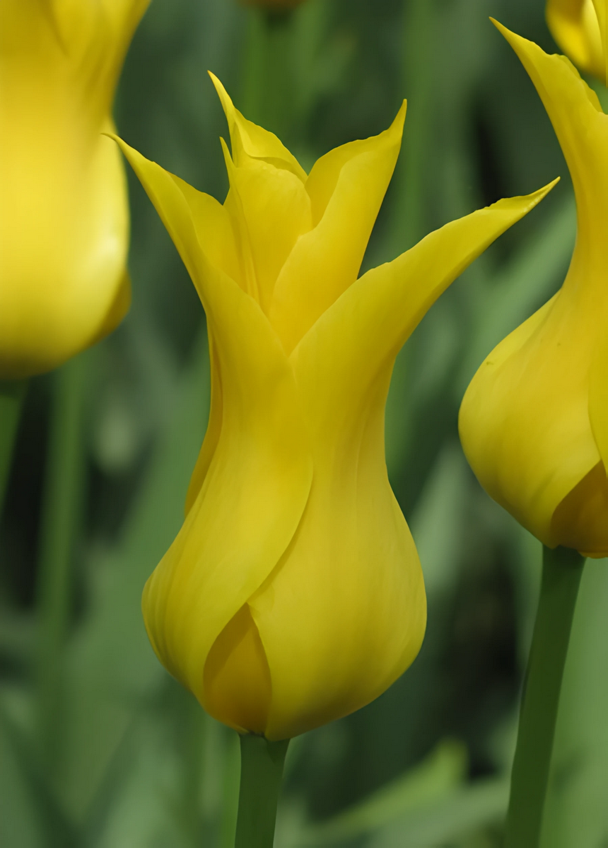 Тюльпан лилиецветный Сиэттл, 1 шт.