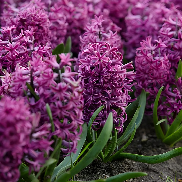 Гиацинт Пурпл Стар, 1 шт.