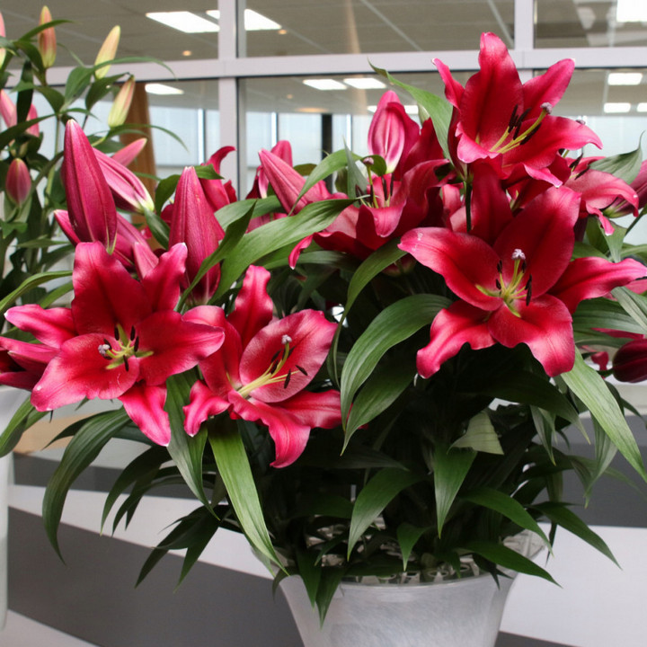 Лилия ОТ-гибрид Боррелло, 16/18, 1 шт.