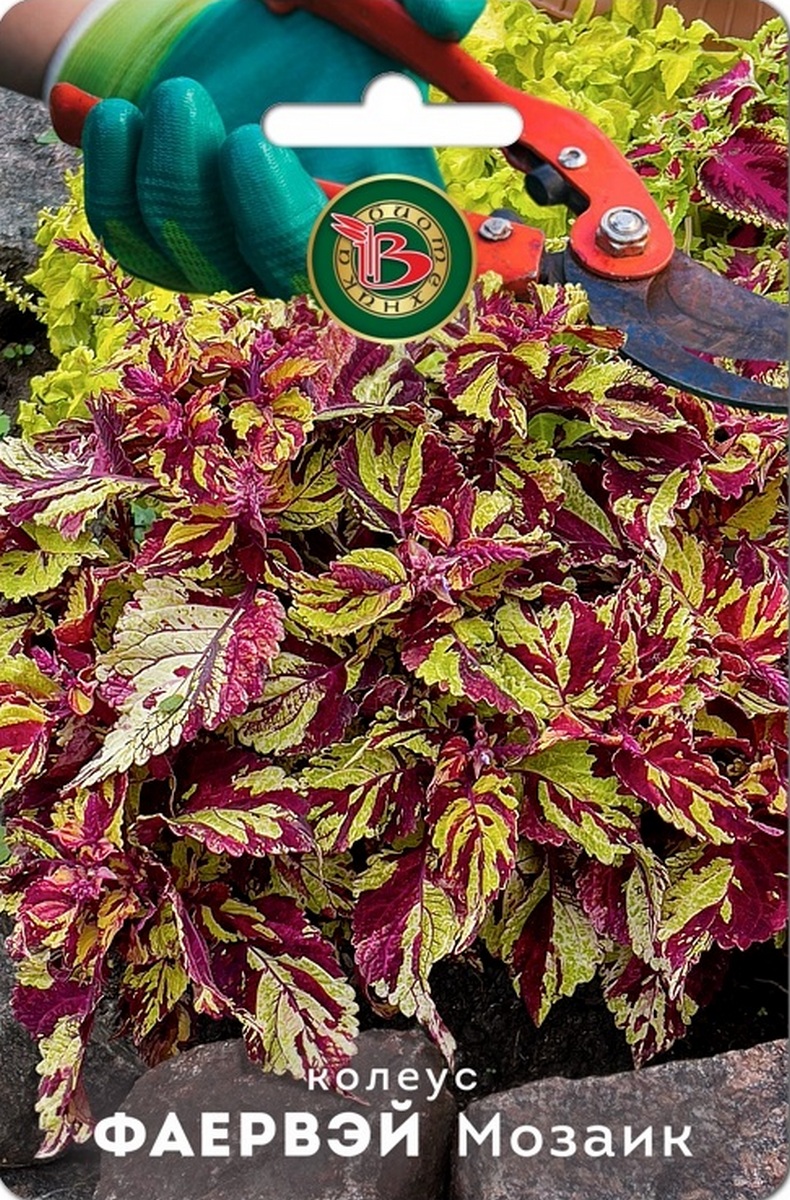 Колеус Фаервэй Мозаик, 10 шт. Биотехника