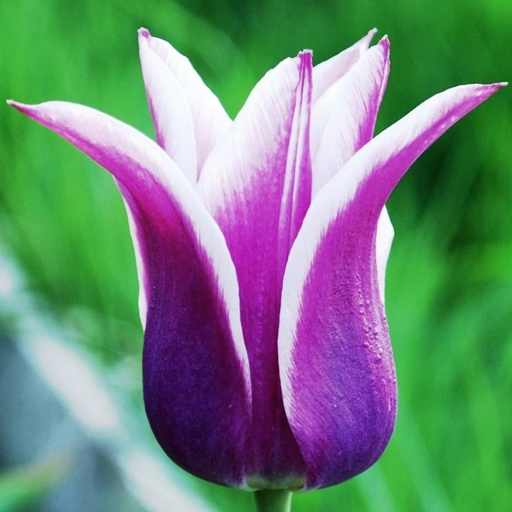 Тюльпан лилиецветный Баллада, 1 шт.
