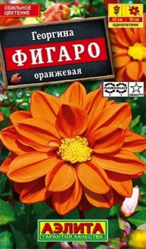Георгина Фигаро, оранжевая, махровая, 7 шт.