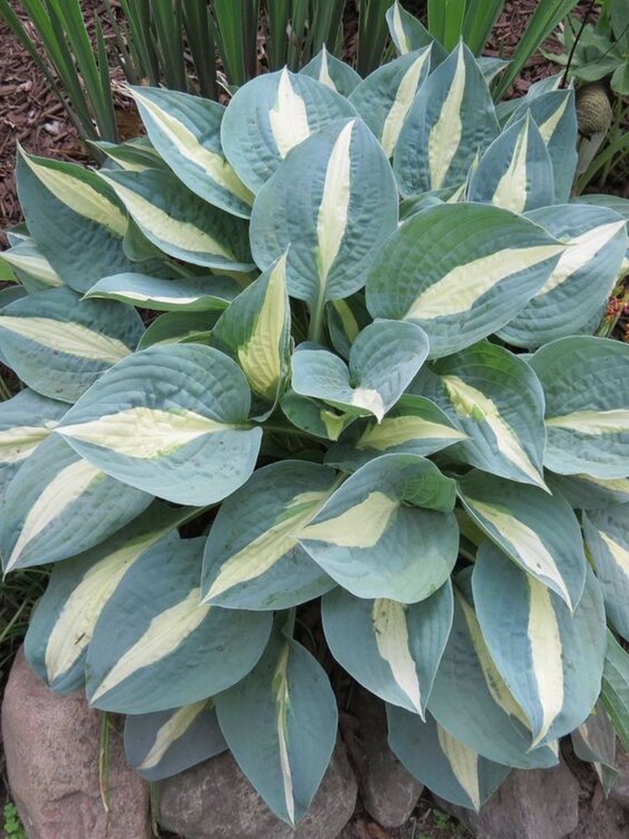 Хоста Пин-Ап, 1 шт.