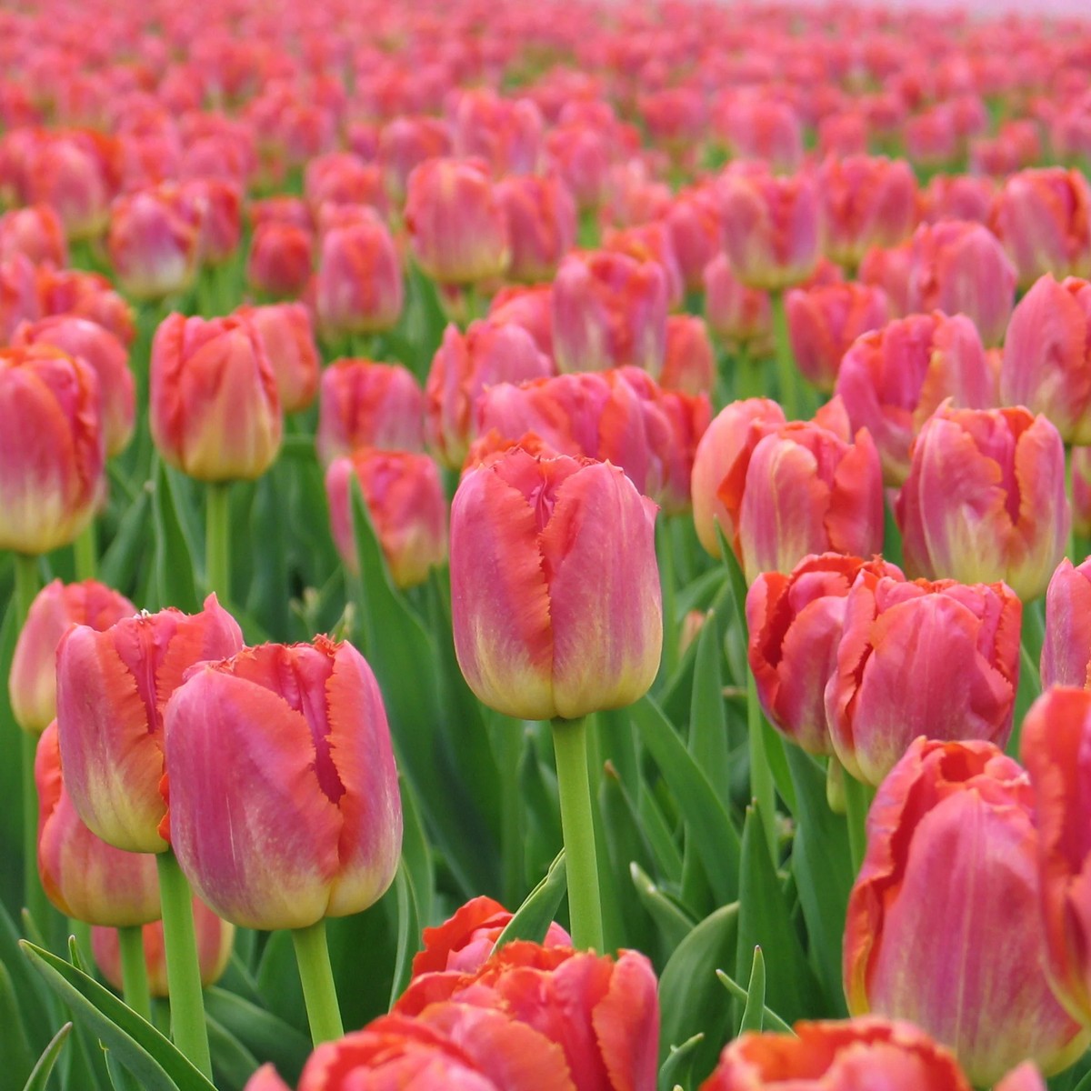 Тюльпан бахромчатый Майами Сансет, 1/12, 1 шт.