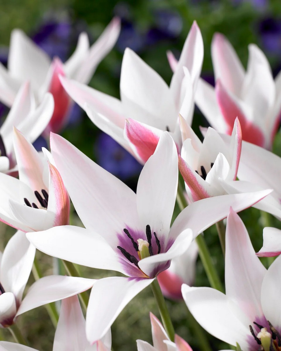 Тюльпан ботанический Пепперминтстик, 6/7, 1 шт.