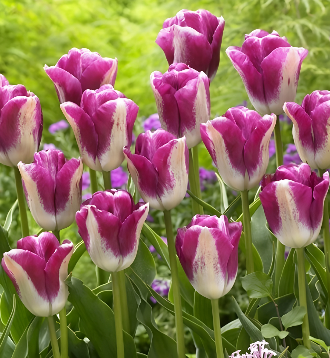 Тюльпан триумф Кьюриосити, 11/12, 1 шт.