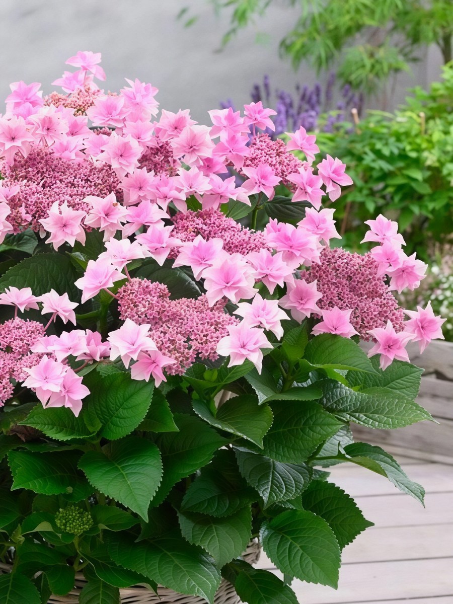 Гортензия крупнолистовая Доппио Роза/ЦКорЛюкс