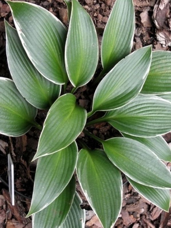 Хоста Силвер Шэдоу, 1 шт.