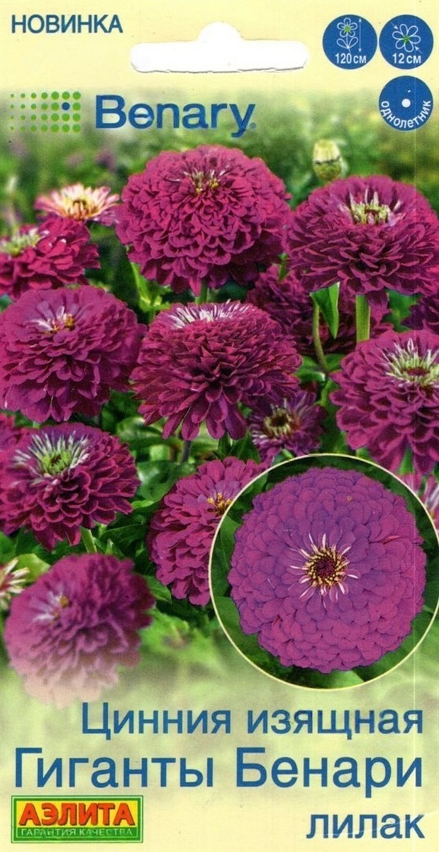 Цинния Гиганты Бенари лилак, 7 шт.