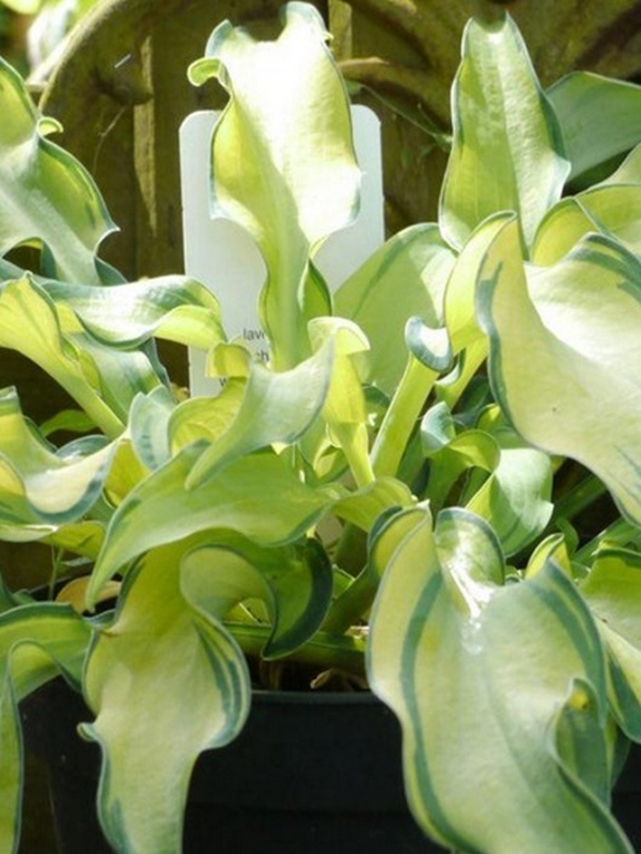 Хоста Риппл Эффект, 1 шт.