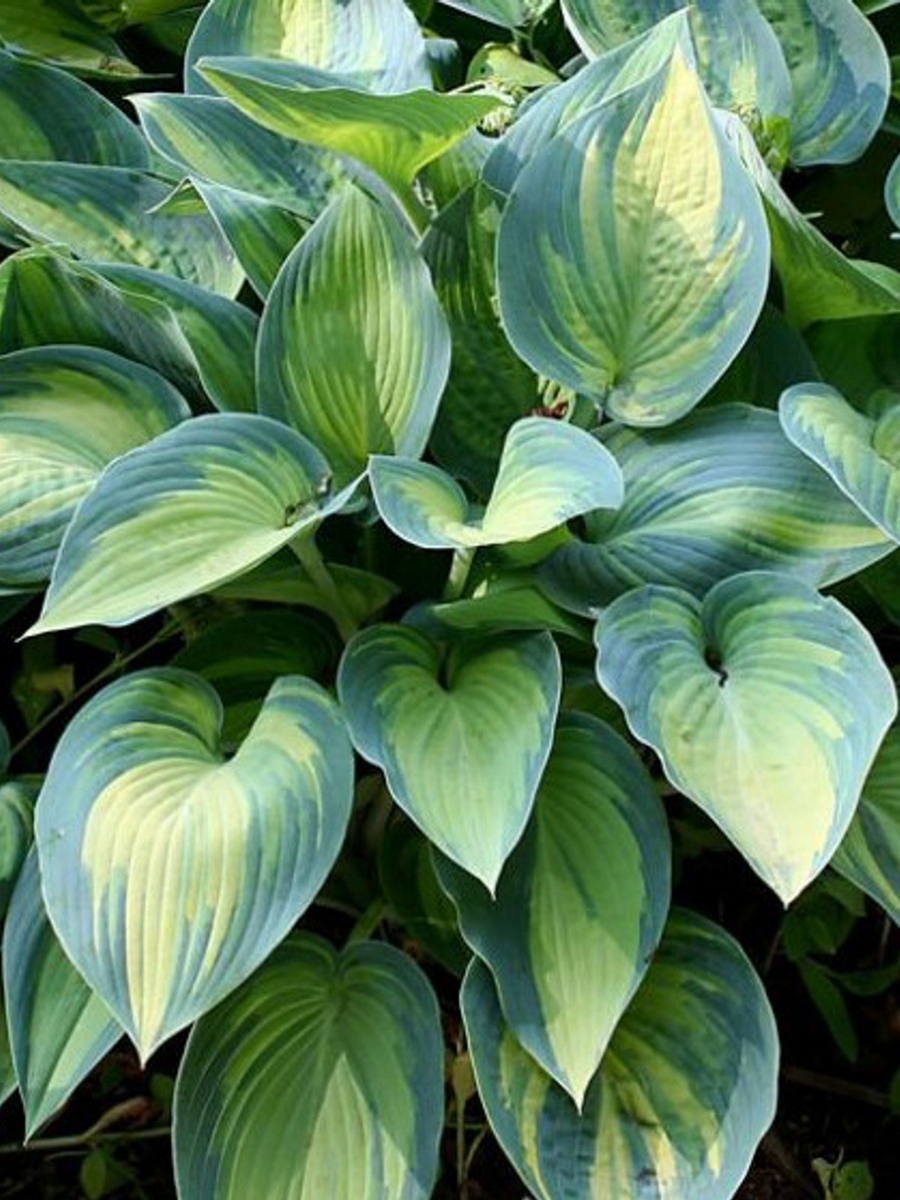 Хоста Грет Экспектейшнс, 1 шт.