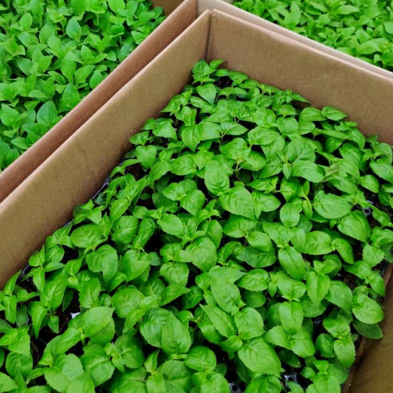 Первая поставка еврочеренков 2026