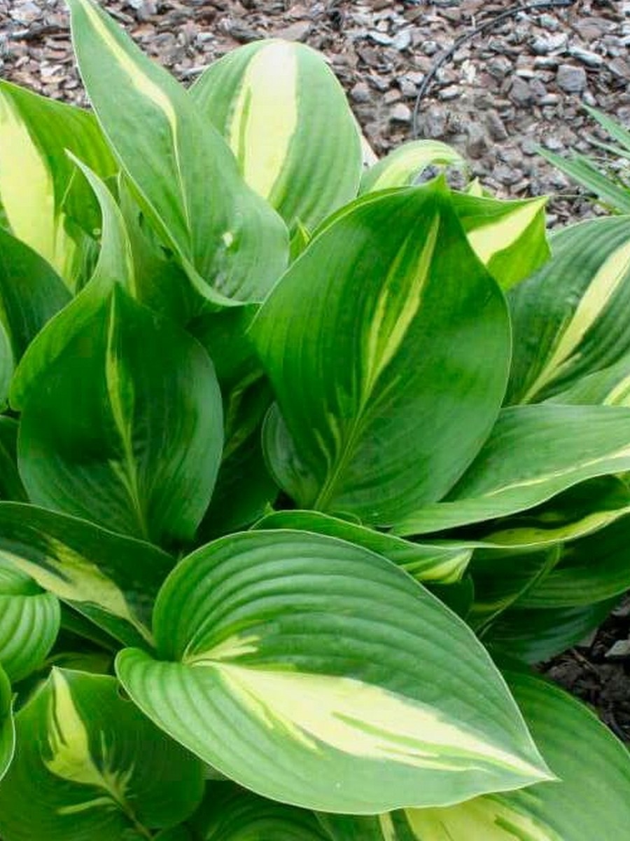 Хоста Американ Свитхерт, 1 шт.