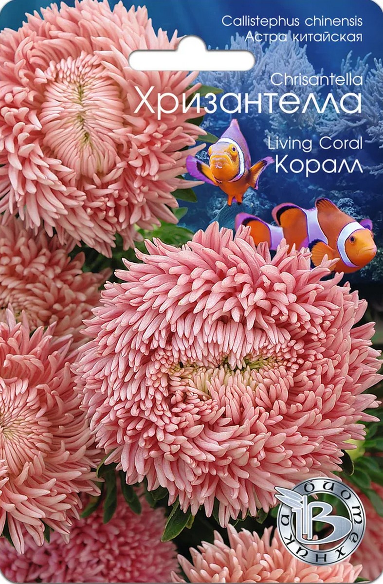 Астра китайская Хризантелла Коралл, 30 шт. Биотехника