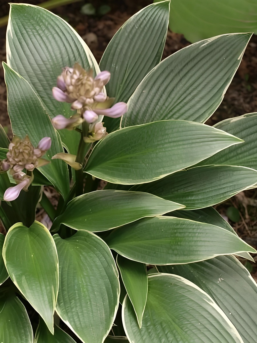 Хоста Силвер Шэдоу, 1 шт.