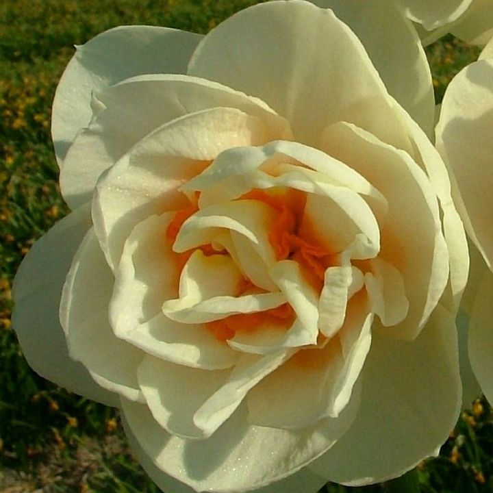 Нарцисс махровый Гай Табор, 12/14, 1 шт.