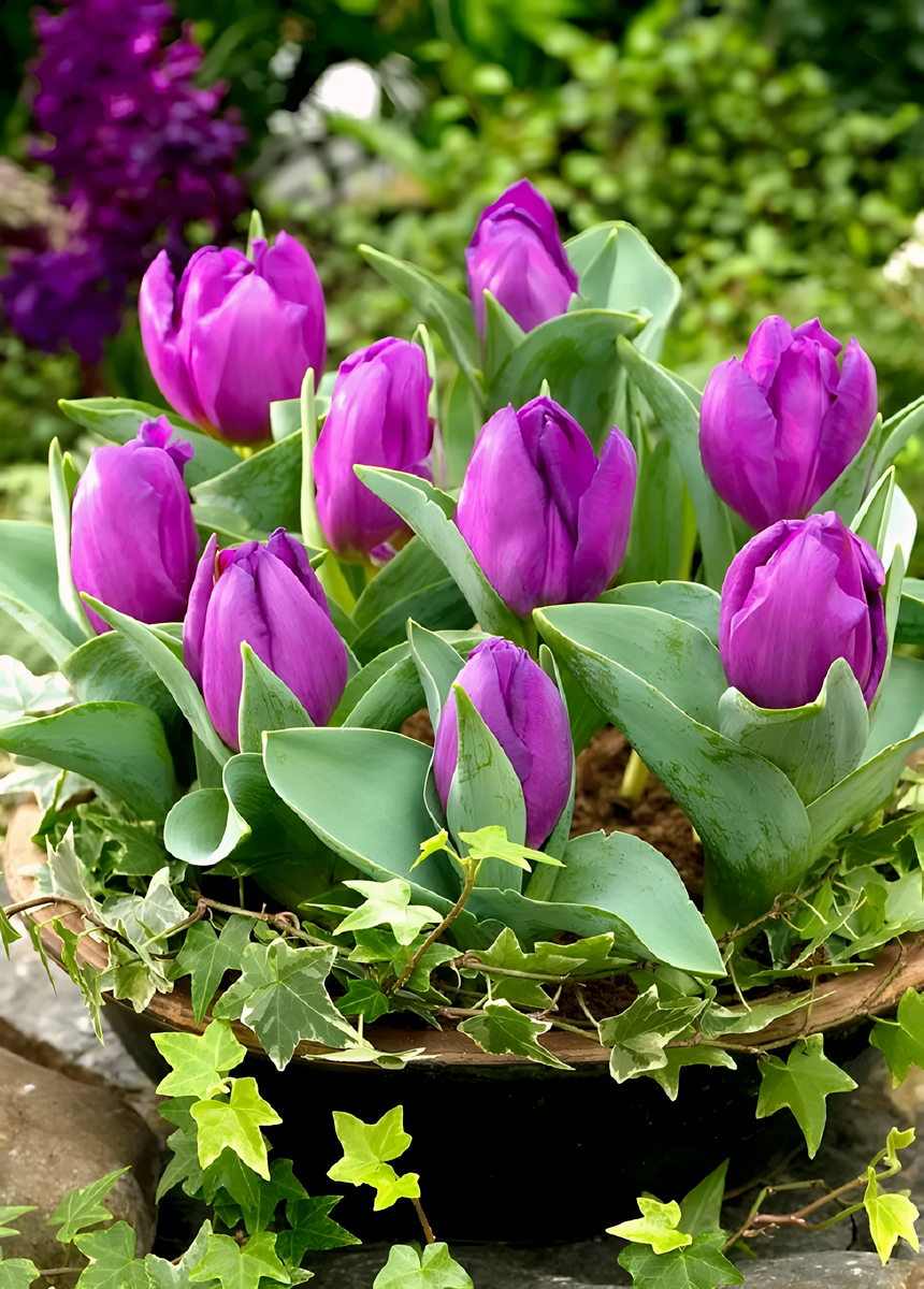 Тюльпан махровый карликовый Бейби Блю, 11/12, 1 шт.