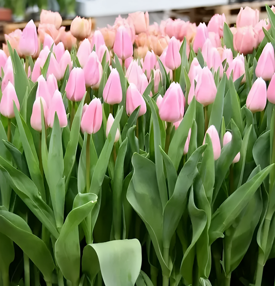 Тюльпан триумф Габриелла, 11/12, 1 шт.