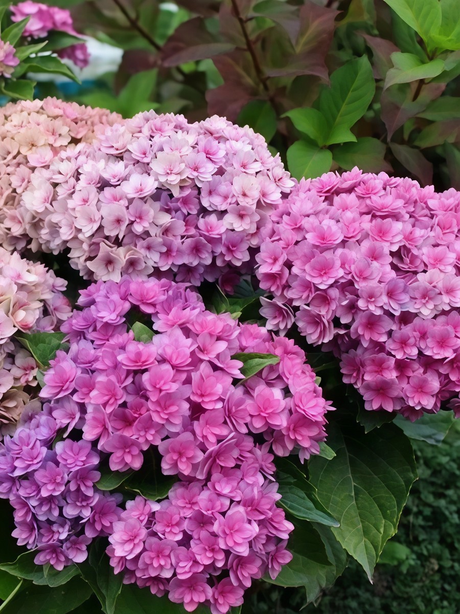 Гортензия крупнолистная Ю энд Ми Тугезе