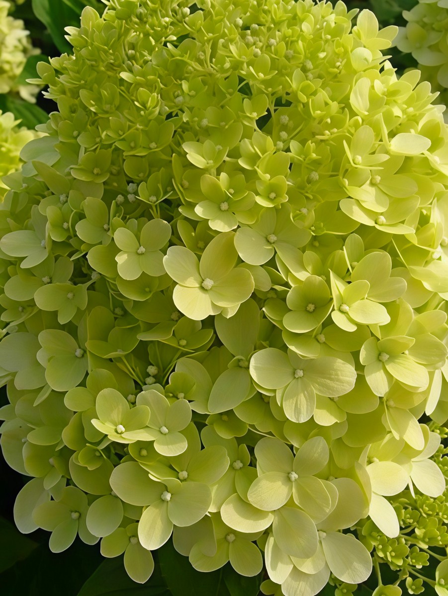 Гортензия метельчатая Лаймлайт