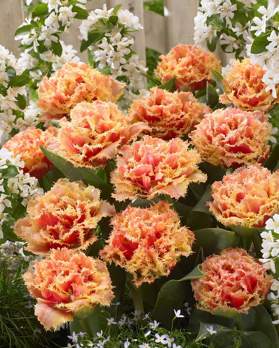 Тюльпан махровый густобахромчатый Бризбейн, 11/+, 1 шт.